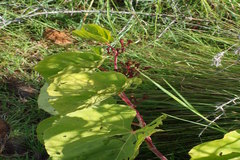 Cissus pallida